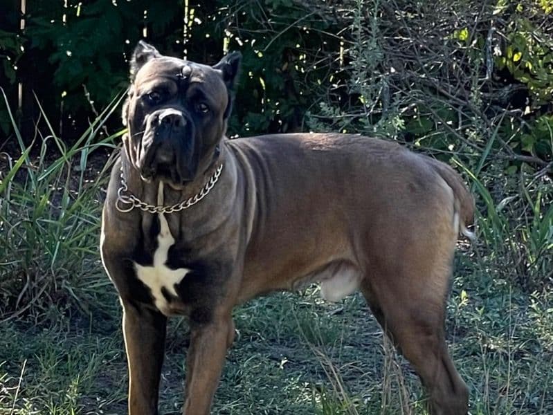 Diesel primary photo