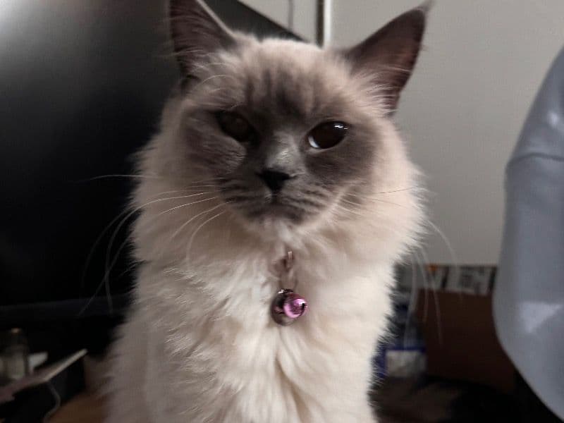Lulu primary photo