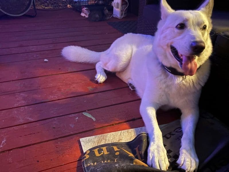 White German Shepherd 2 years 4 months old male large named Garo for sale in Harris County, Texas | Petmeetly