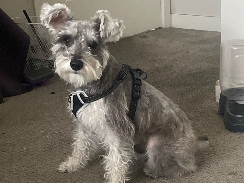 Benji primary photo