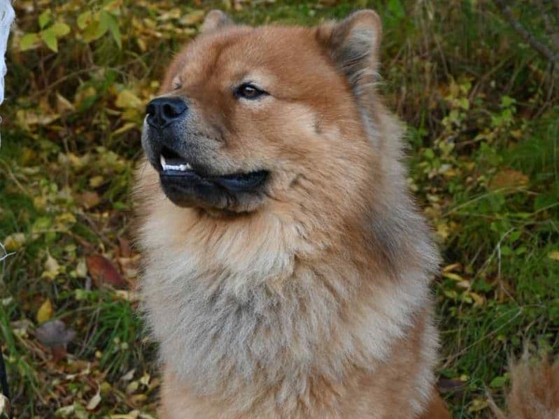 Rufus primary photo