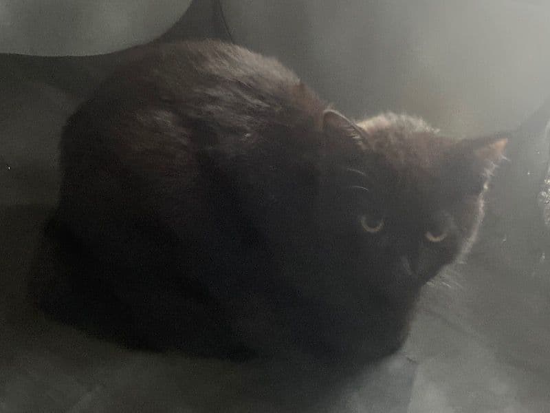 Luna primary photo