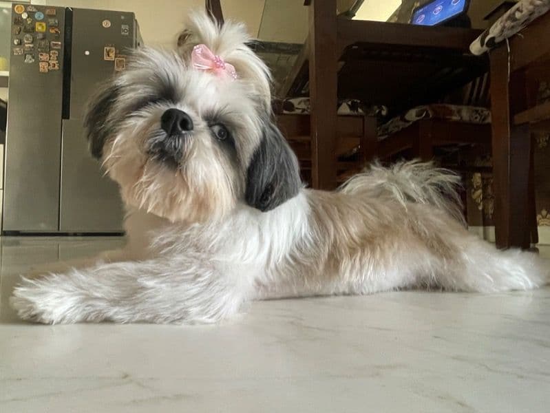 Coco primary photo