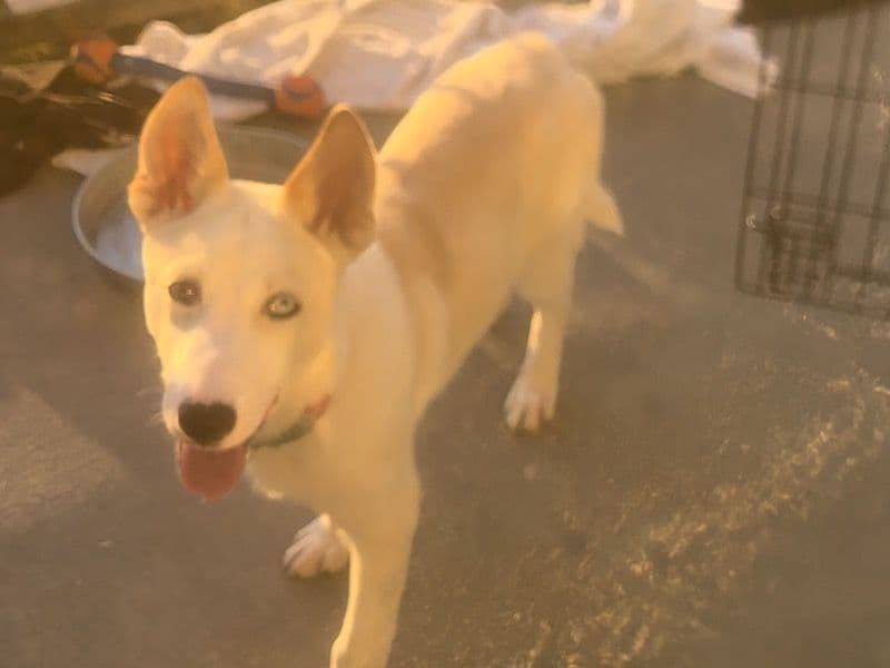 Husky 8 months old male large named Coco for sale in Contra Costa County, California | Petmeetly
