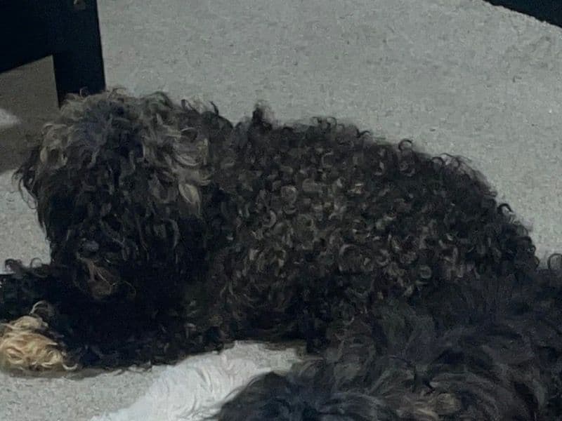 Coco primary photo