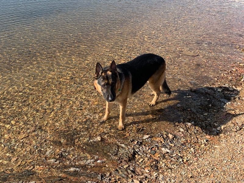 Max primary photo