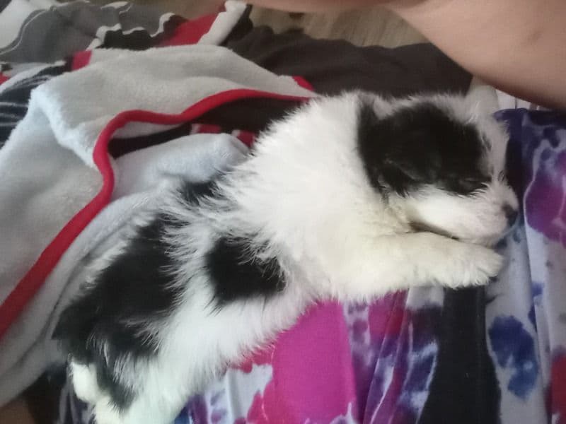 Moo Moo primary photo