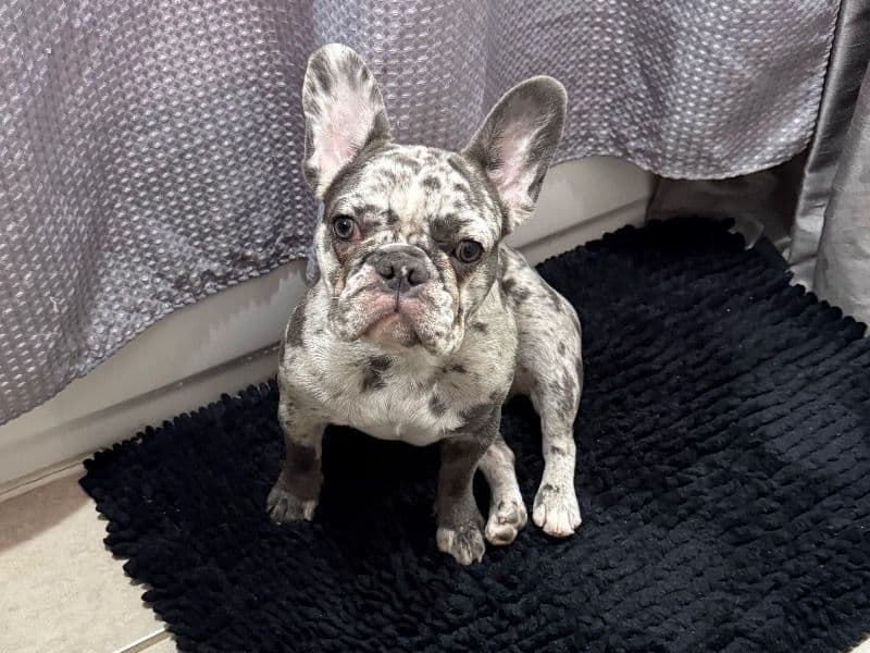 Luna primary photo