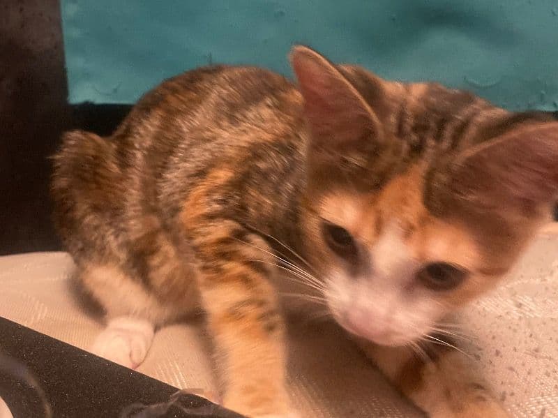 Norwegian Forest Cat 9 months old female named Guppie for sale in Essex, England | Petmeetly