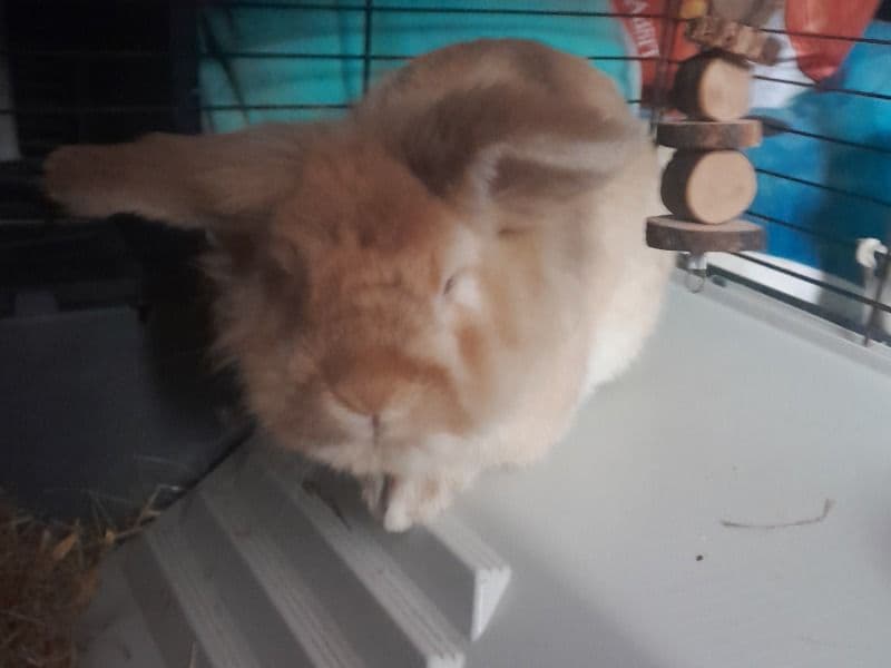Loki primary photo