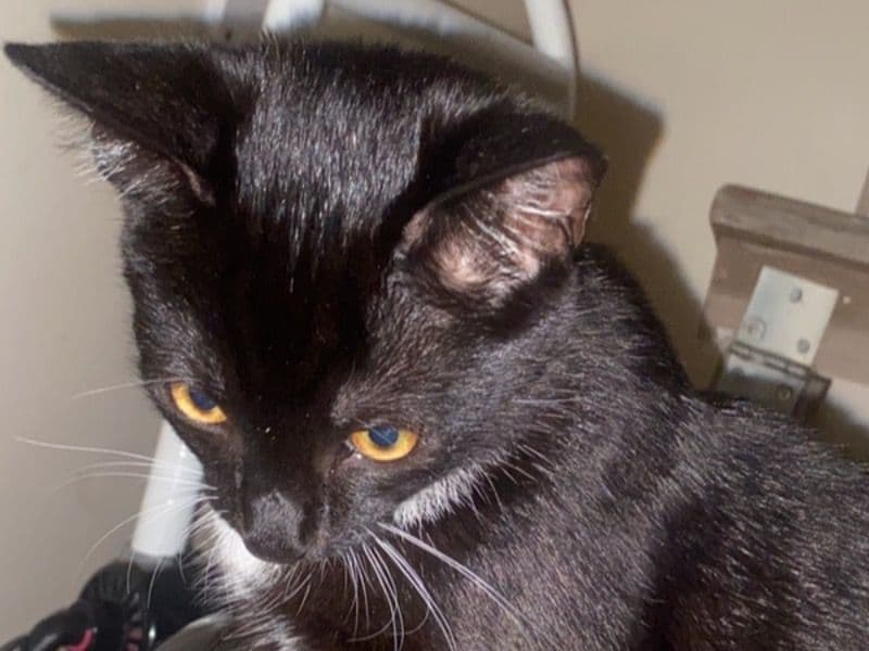 American Shorthair 9 months old male named Raven for sale in Greater London, England | Petmeetly