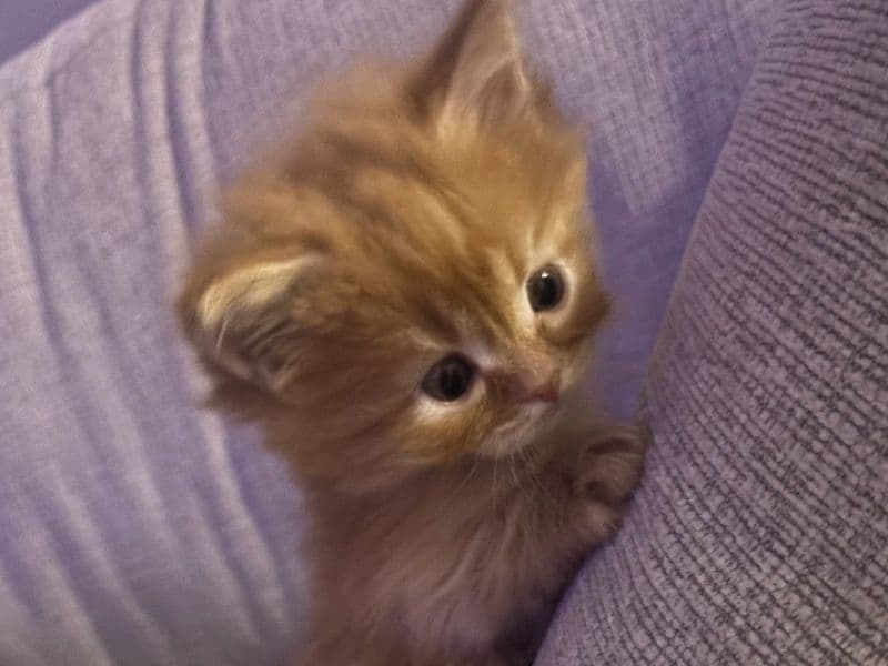 Tiger primary photo