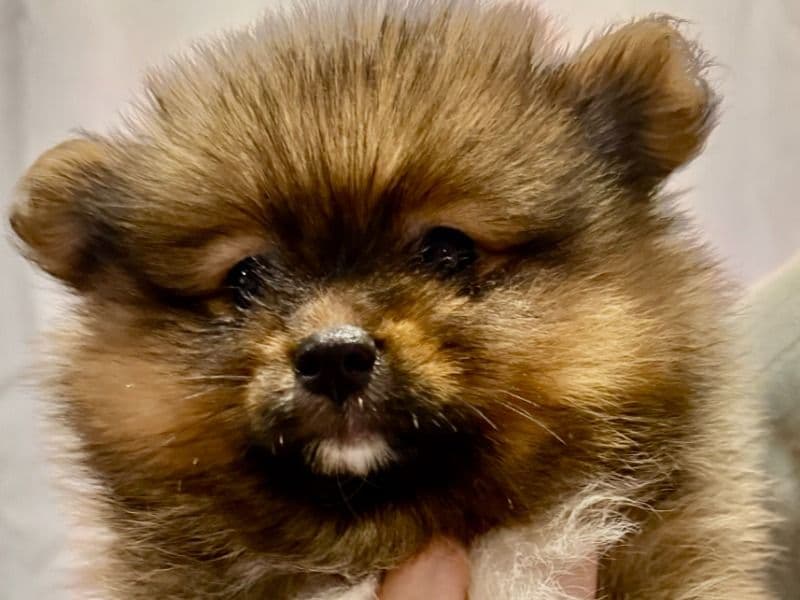 Taz primary photo