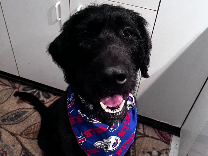 Bandit primary photo