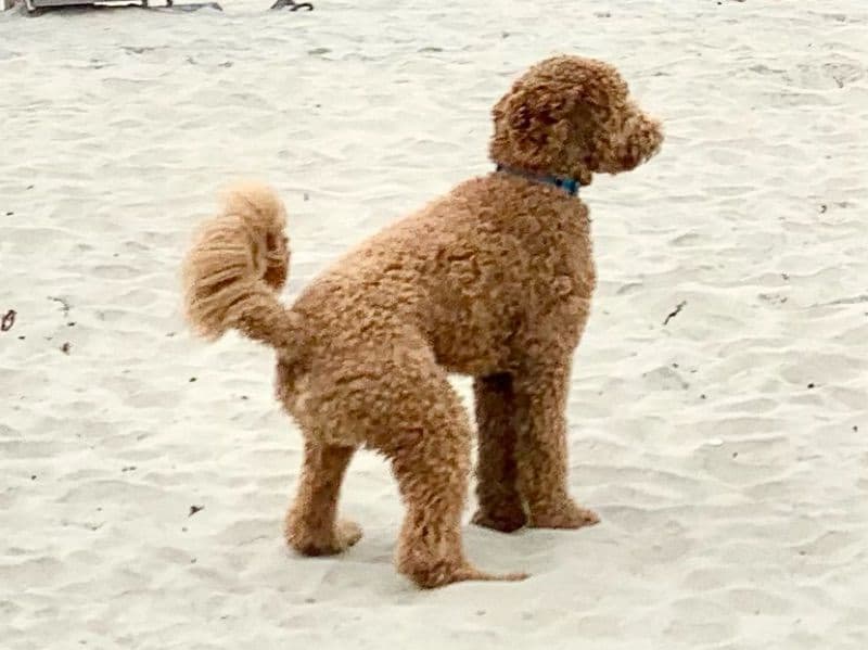 Kona primary photo