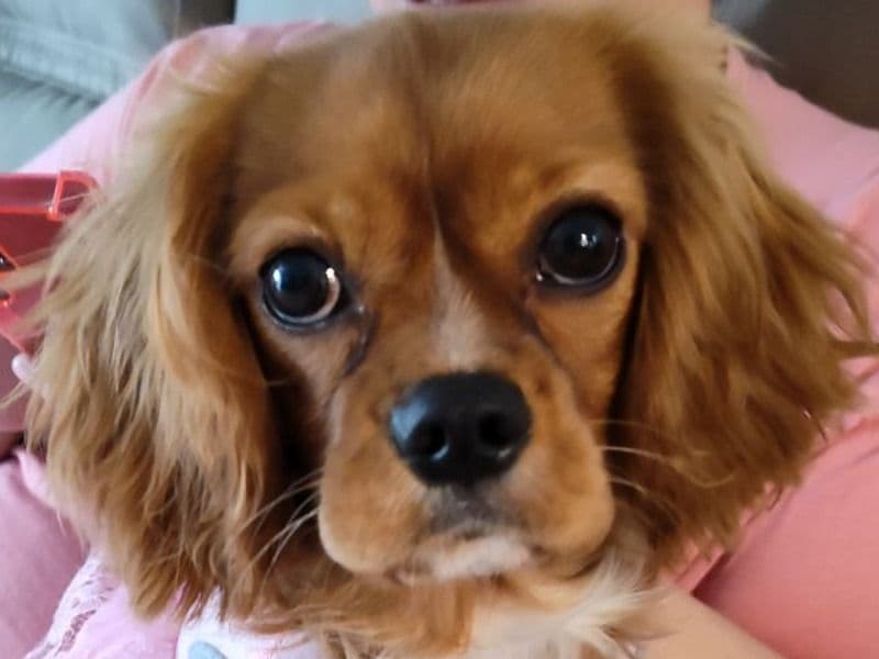 Bella primary photo