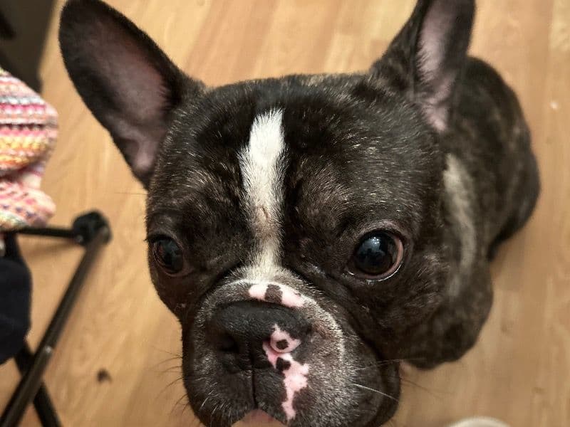 D.o.g primary photo