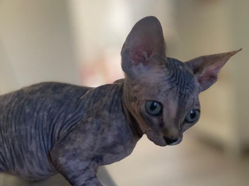 Sphynx 2 months old female named Amelie for sale in Sacramento County, California | Petmeetly