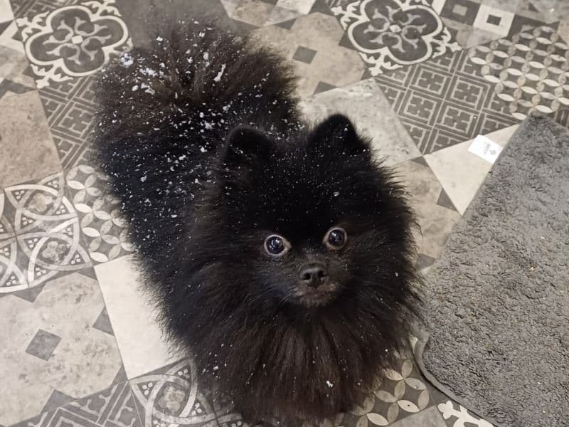 Bear primary photo