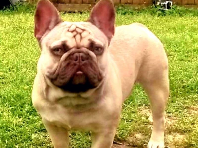Milo primary photo