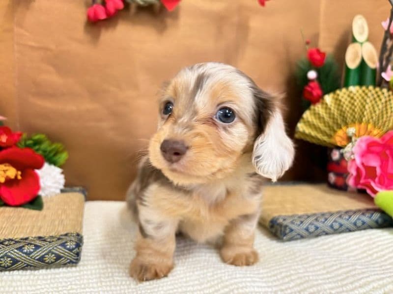 Frankie primary photo