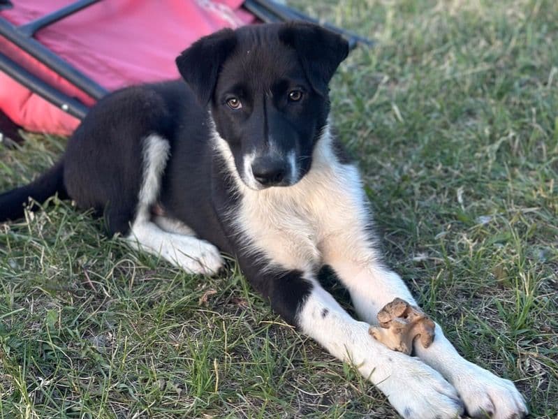 Border Collie 1 year 6 months old male medium named George for sale in Rocky View County, Alberta | Petmeetly