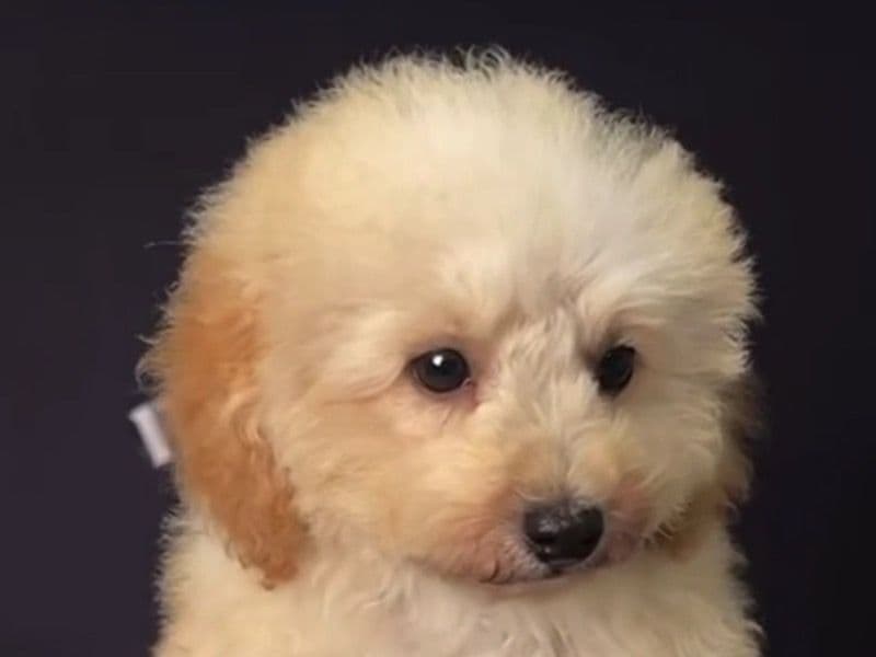 Teddy primary photo
