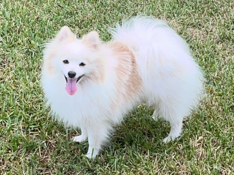 Benny primary photo