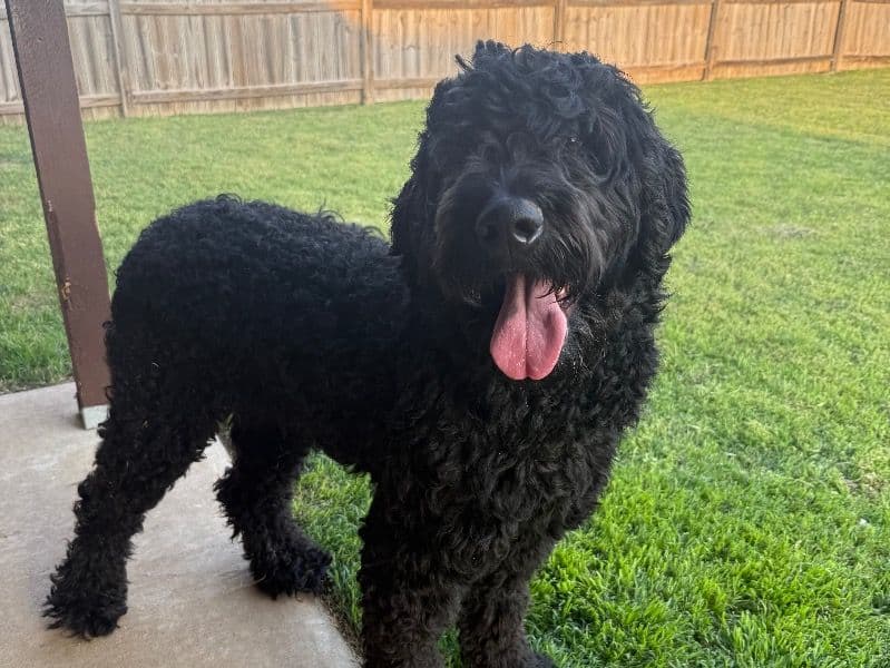 Koda primary photo