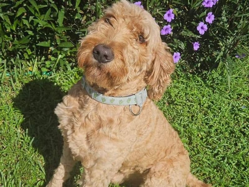 Teddy primary photo