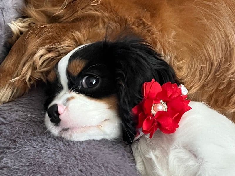 Belle primary photo