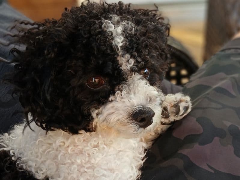 Mylo primary photo