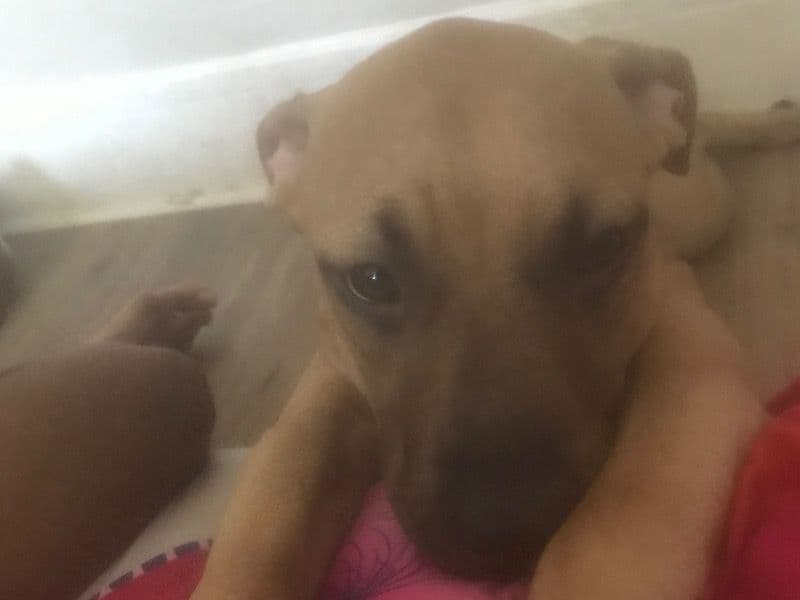 Pit Bull Terrier 1 year old female small named Za for sale in Baltimore, Maryland | Petmeetly