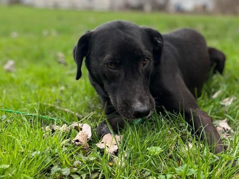 Labrabull 4 years old female small named Athena for sale in Erie County, New York | Petmeetly