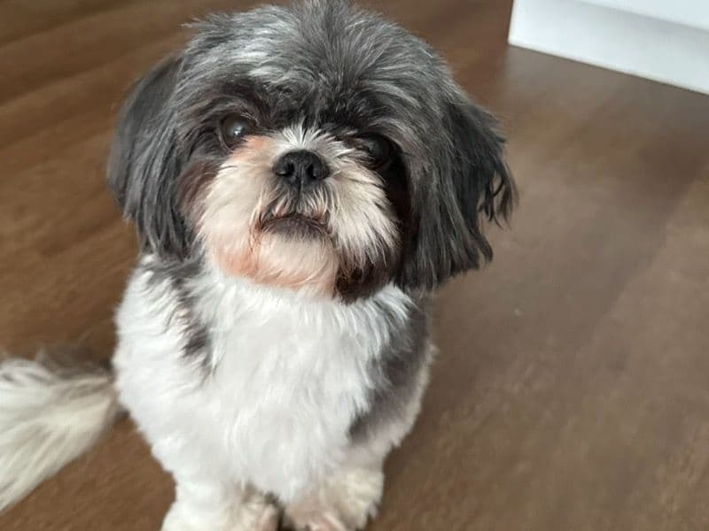 Lola primary photo
