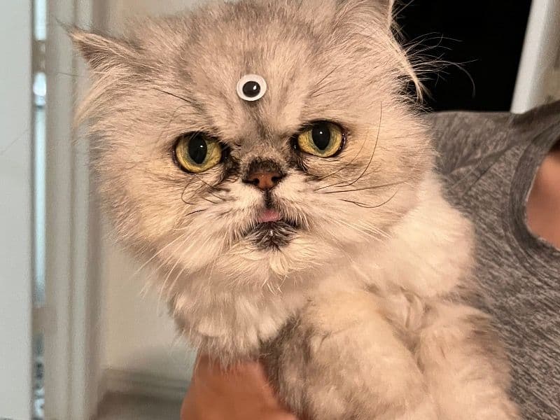 Luna primary photo