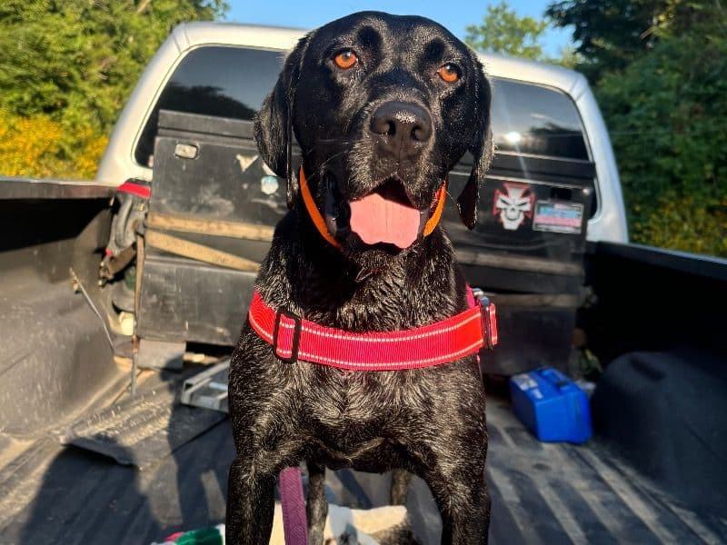 German Shorthaired Pointer 2 years 4 months old female medium named Missy for adoption in Maury County, Tennessee | Petmeetly