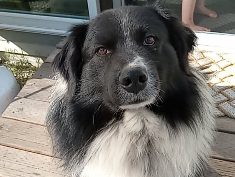 Border Collie 3 years 4 months old male large named Sam for adoption in Okanogan County, Washington | Petmeetly