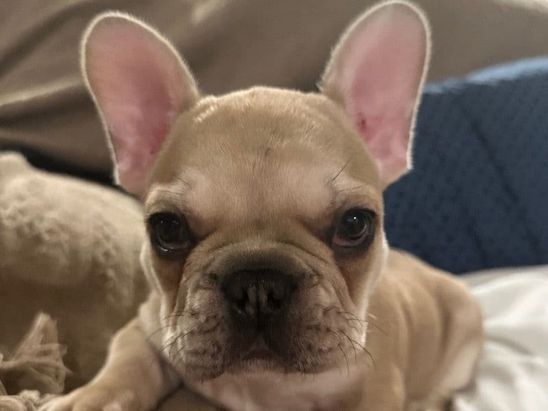 French Bulldog 4 months old male small named Teddy for sale in Audrain County, Missouri | Petmeetly