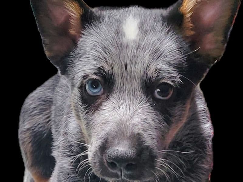 Blue Boy primary photo