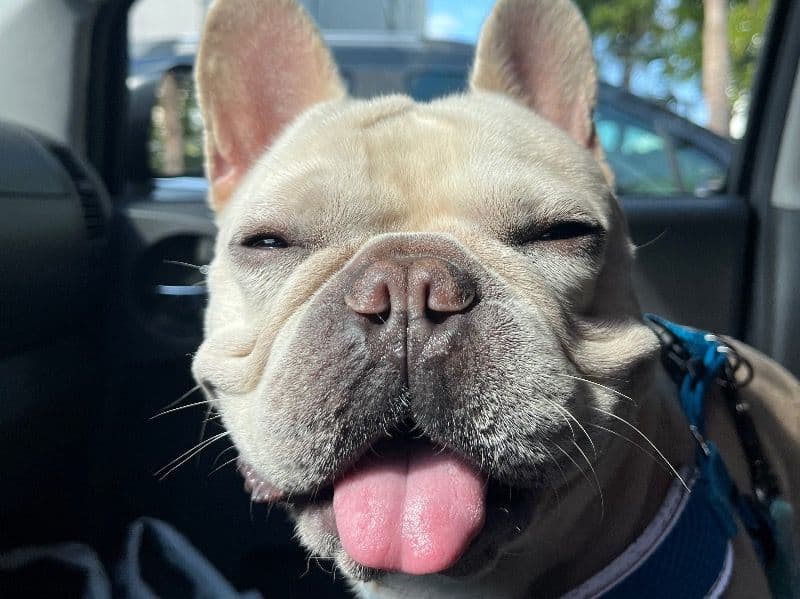 Toby primary photo