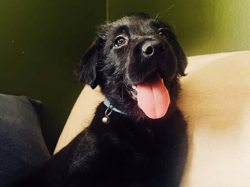 Zuko primary photo