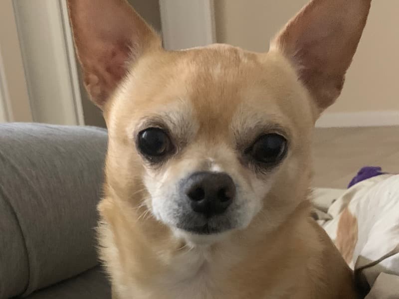 Churro primary photo