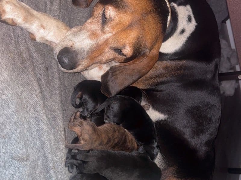 8 Pups primary photo