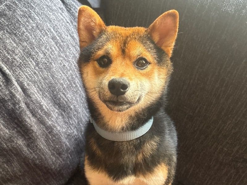 Milo primary photo