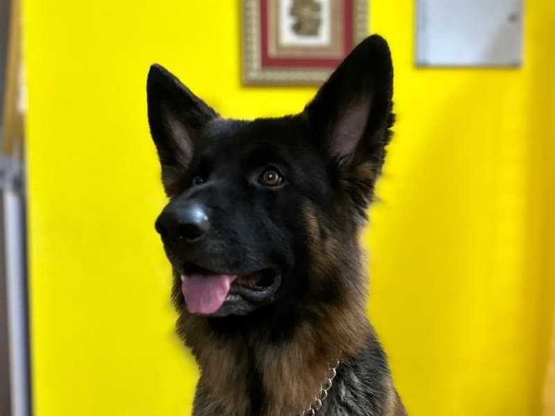 Alpha primary photo