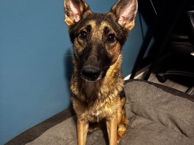 German Shepherd 2 years 4 months old female medium named Luna for adoption in St. Clair County, Michigan | Petmeetly