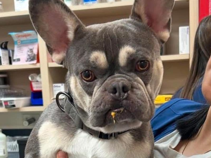Archie primary photo