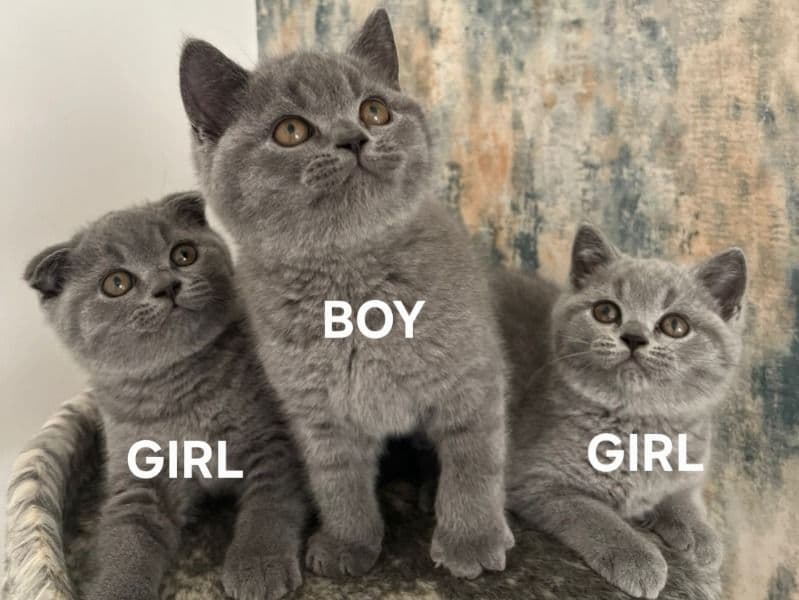 Princess primary photo