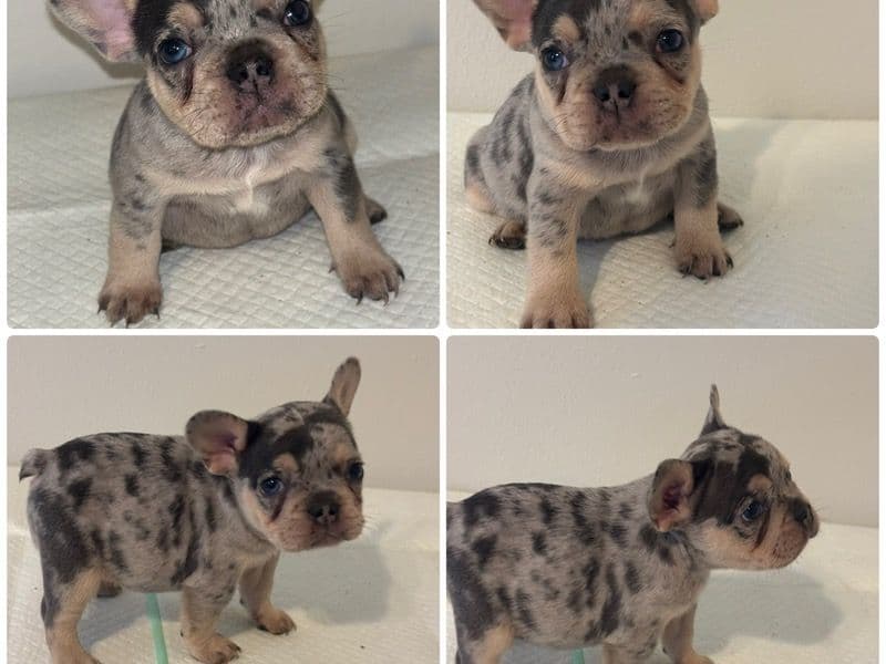 Micro French Bulldog primary photo